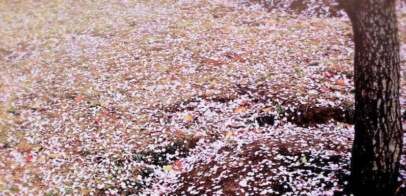樱花——粉色的春天（赏樱，享受春日之美）
