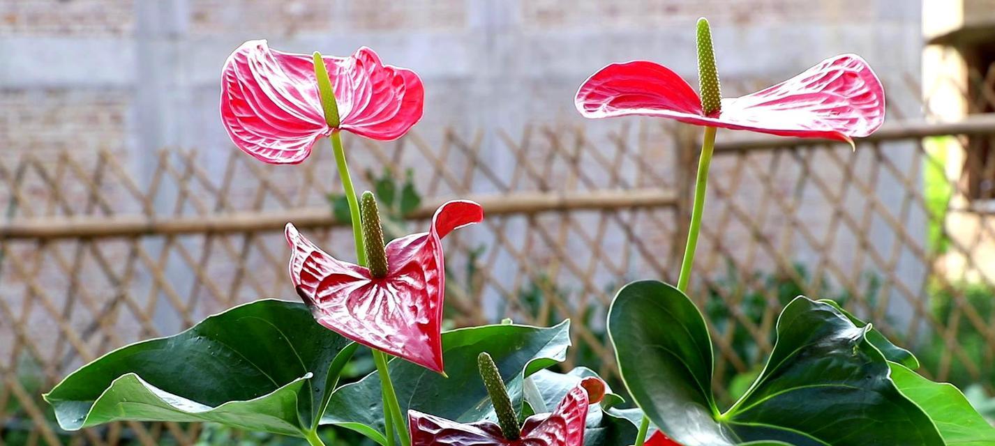 红掌花的特征与魅力（从叶子到花朵，揭秘红掌花的美丽之处）