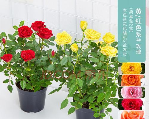 室内盆栽月季花的养殖方法（打造芳香满屋，让月季花成为你家的“明星”）