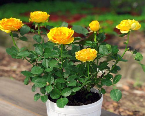 室内盆栽月季花的养殖方法（打造芳香满屋，让月季花成为你家的“明星”）