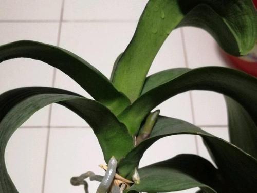 蝴蝶兰换盆的正确方法（为什么根部修剪对蝴蝶兰的成长非常重要？）