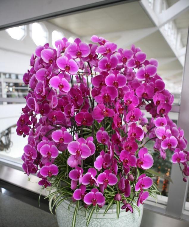 蝴蝶兰种植全攻略（种植、养护、繁殖，让你成为蝴蝶兰专家）
