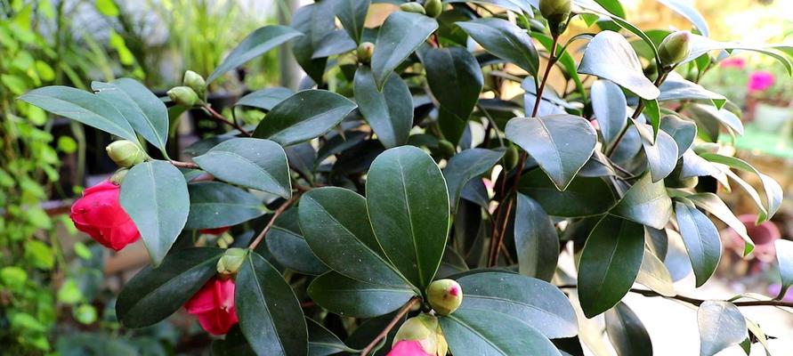 打造茶花美丽的养护技巧（如何让茶花茁壮成长）