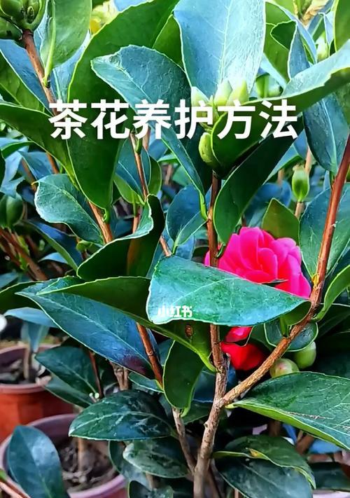 打造茶花美丽的养护技巧（如何让茶花茁壮成长）