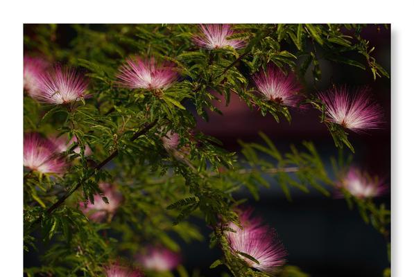 夜合花的花语与传说（探寻夜合花的神秘魅力与美丽传说）