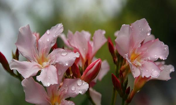 以夜来香之花语与传说（追寻岁月静好的浪漫芬芳）