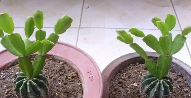 夏季蟹爪兰嫁接方法详解（如何在夏季嫁接蟹爪兰？）