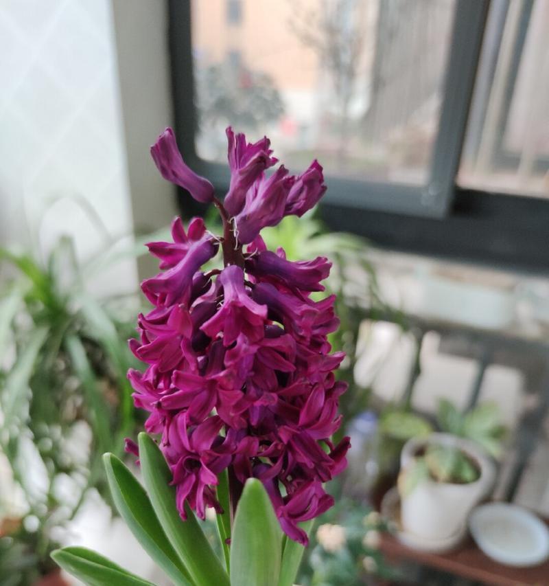 风信子春天养护指南（打造花园里的绚丽春天）