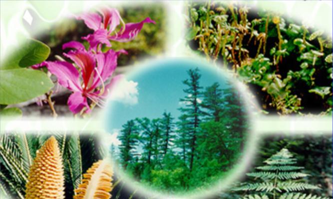 植物分类——认识植物的大分类（从分类学的角度看植物的命名和归类）