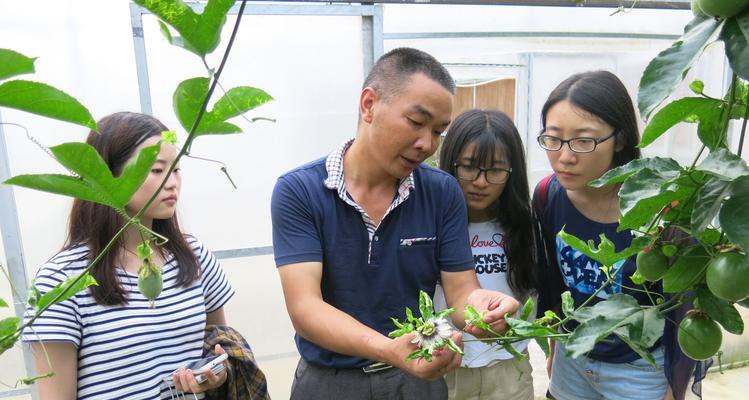 人工授粉技术（重要性、方法与应用）