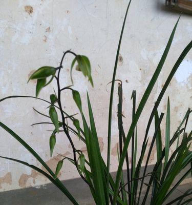 兰花不香的原因及解决方法（探究兰花不香的根本原因，指导如何让兰花释放出芳香的味道）