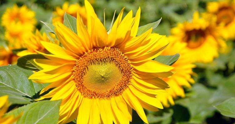 以太阳花代表的花语及其寓意（探索以太阳花所传递的深刻情感和象征意义）