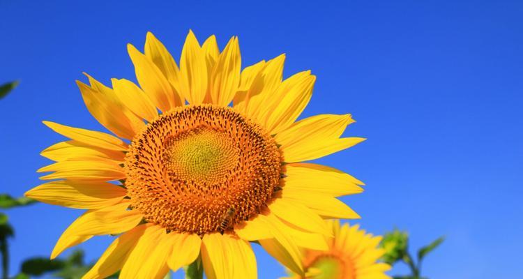 以太阳花代表的花语及其寓意（探索以太阳花所传递的深刻情感和象征意义）