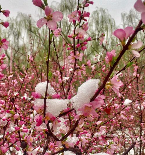 桃花的象征意义与寓意（桃花代表春天的芳华和爱情的美好，以及生命的脆弱与坚强）