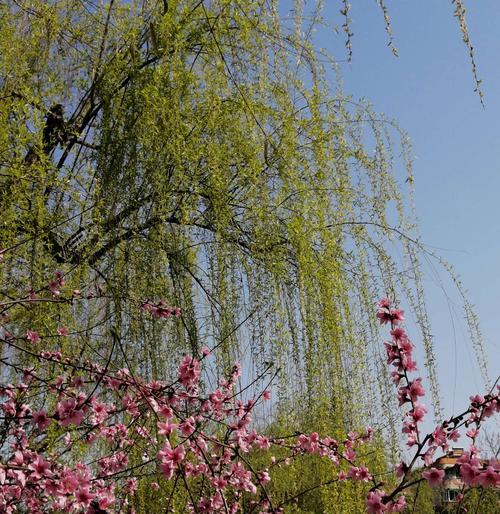 桃花的象征意义与寓意（桃花代表春天的芳华和爱情的美好，以及生命的脆弱与坚强）