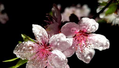 桃花之美（桃花）