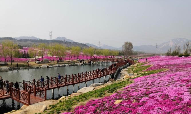 威海市花——鸢尾花之美与寓意（探寻鸢尾花的花语和威海特色）