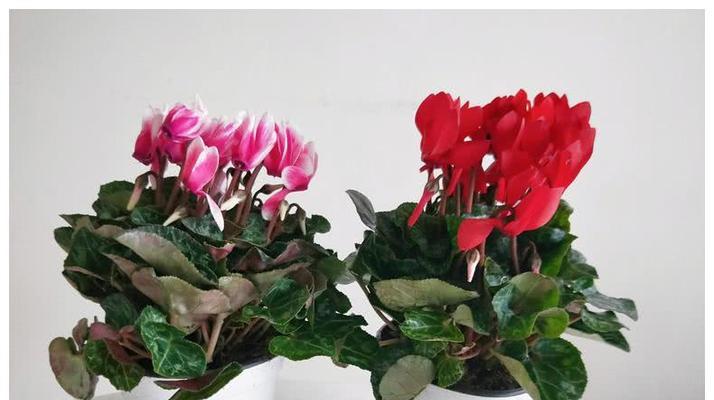 以仙客来的花语与寓意（领略花语的魅力，感受花卉的深意）