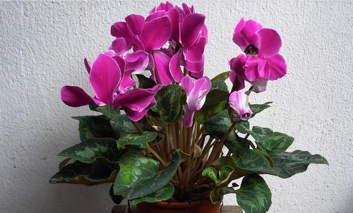 仙客来的花语（以仙客来花语为纽带，传递爱和祝福）