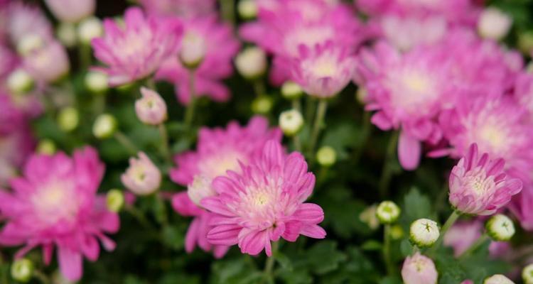 湘潭市花——菊花的象征与寓意（湘潭市花菊花的美丽与多样性）