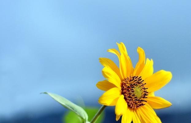 向阳花——希望与温暖的象征（向阳花的花语及其意义）