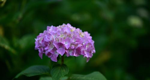 绣球花的花语与意义（探秘绣球花的花语，了解其深刻寓意）