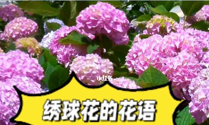 绣球花的花语与意义（探秘绣球花的花语，了解其深刻寓意）