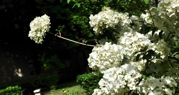 扬州市花琼花的象征与寓意（探寻琼花的文化内涵）