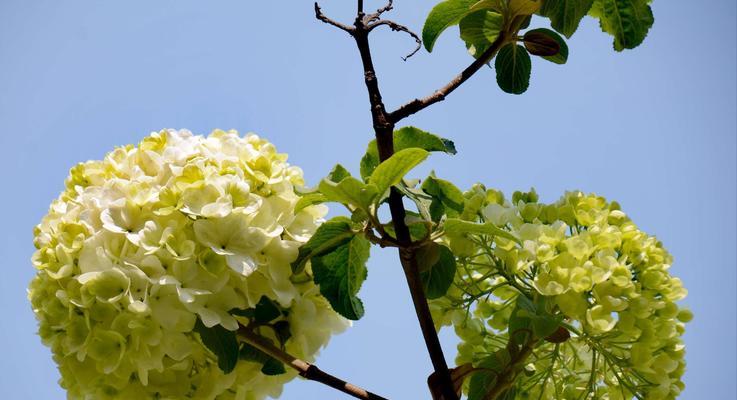 扬州市花琼花的象征与寓意（探寻琼花的文化内涵）