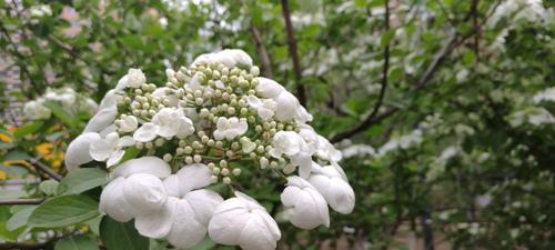 扬州市花琼花的象征与寓意（探寻琼花的文化内涵）