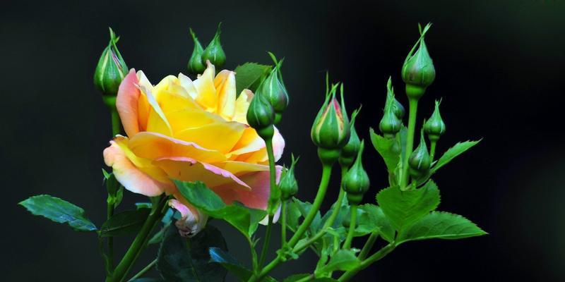 一朵黄玫瑰的花语（探索黄玫瑰所传达的深层含义）