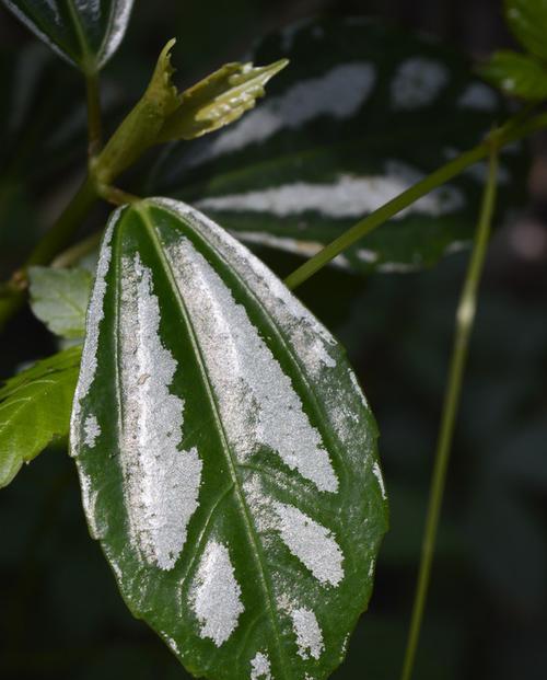 常绿硬叶林（以硬叶林代表的植物群落与其叶片特点）