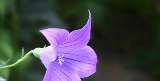 以花语代表你的花（探索不同花卉的花语，解读花朵传达的信息）