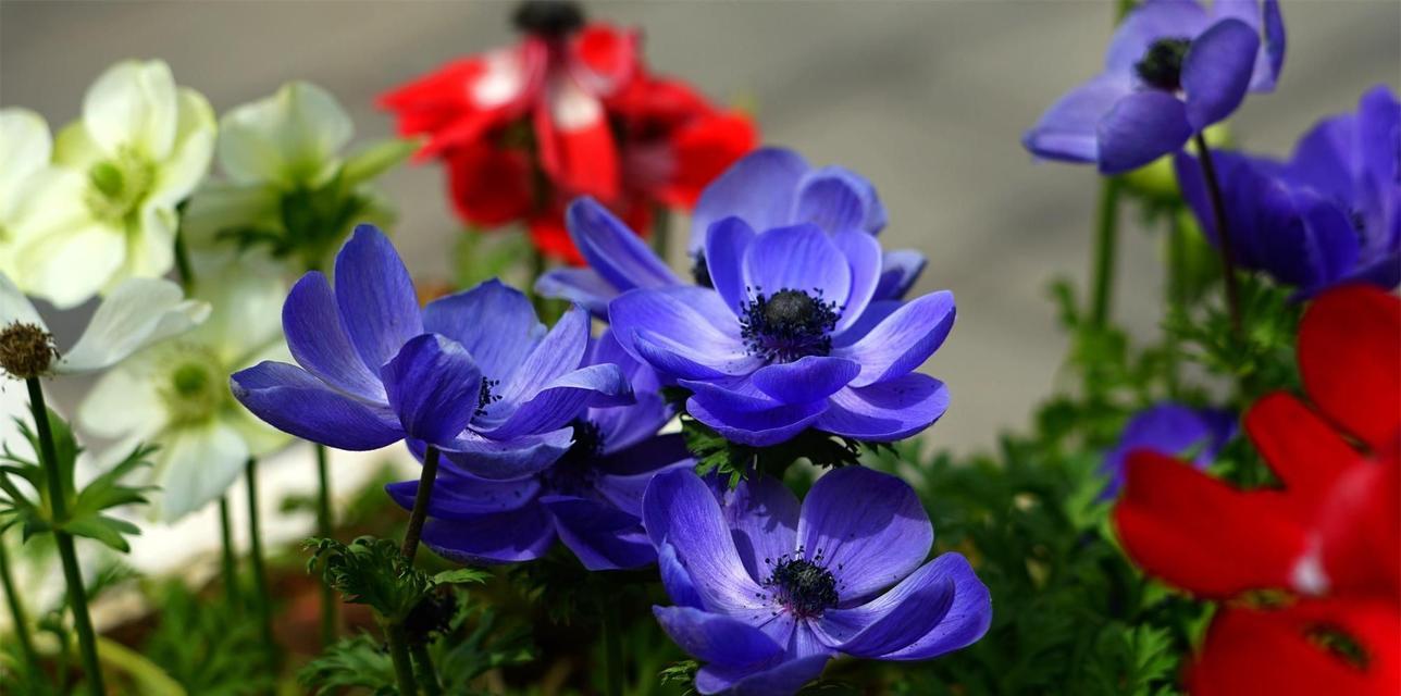 重逢的花语（以有什么花象征重逢？探究花朵背后的深刻含义）