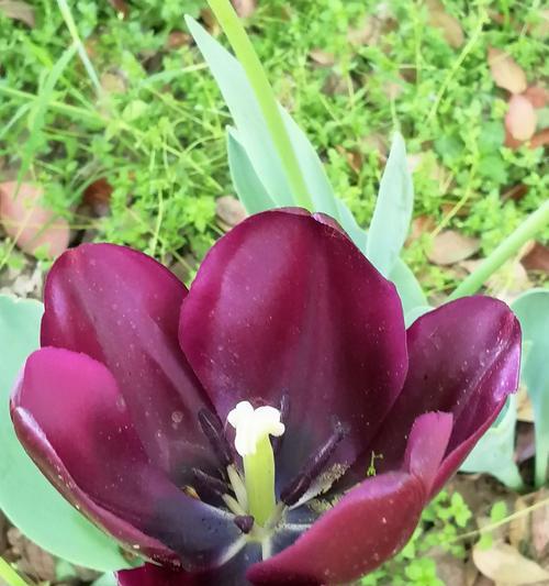 郁金香花语与寓意（探索郁金香的象征意义，感受花语的魅力）