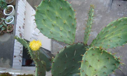 仙人掌花语（在现代城市中，仙人掌传达着勇气与自我保护的力量）