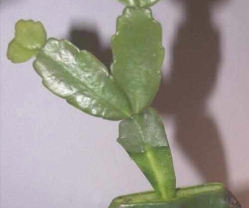 仙人掌植物叶子的特点及其适应环境的关键（探索仙人掌植物叶子的特殊结构和功能）