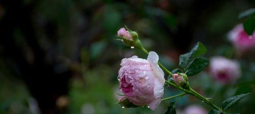 小球玫瑰花语（用微小的花朵传递深深的情感）