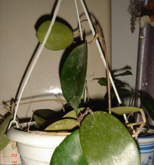 用心灵传递的爱意——以心形球兰花语为主题的文章（以球兰花语传达真挚的情感，用心形表达深深的爱意）