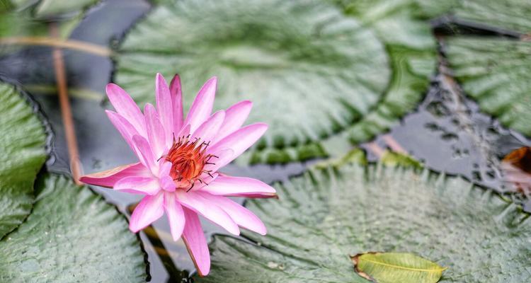 延药睡莲花语（唤醒生命的沉睡，延续美丽之谜）