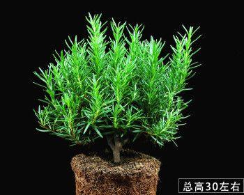 探秘香草植物的奥秘（从起源到应用，揭开香草的神秘面纱）