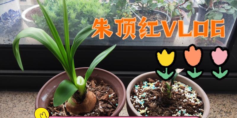 朱顶红种球的种植与养护（打造美丽庭院的必备技能）