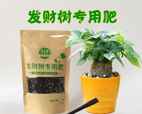 如何选择适合发财树的肥料？（找到适合你的发财树肥料的窍门）