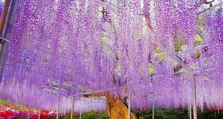 紫藤花的浪漫寓意（探秘紫藤花的象征意义）