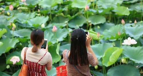 莲花开放的时间和花期（探究莲花的开放时间和花期长短）