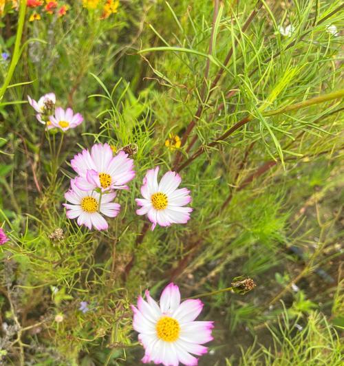 波斯菊和格桑花的区别（品种特征、生态环境和文化意义）