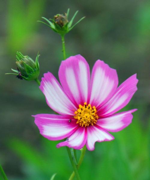 波斯菊和格桑花的区别（品种特征、生态环境和文化意义）