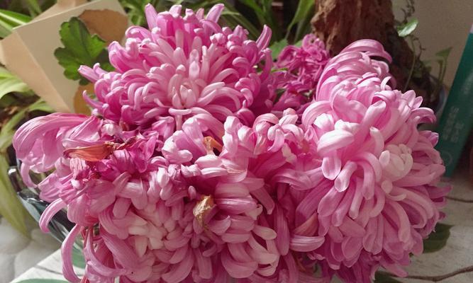冬季如何修剪菊花？（菊花的修剪方法和注意事项）