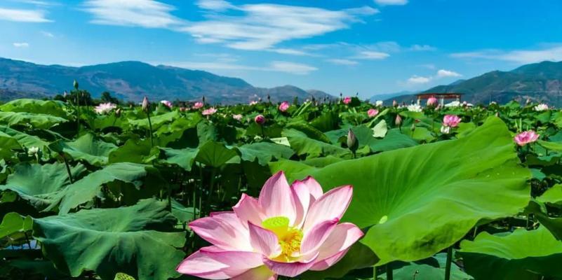 荷花开得最旺的时候（探秘荷塘里的盛夏之景）