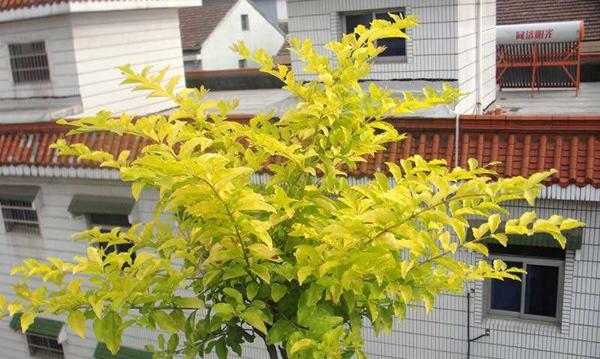 千日红病虫害及防治方法（千日红植物的5种病虫害及防治方法）